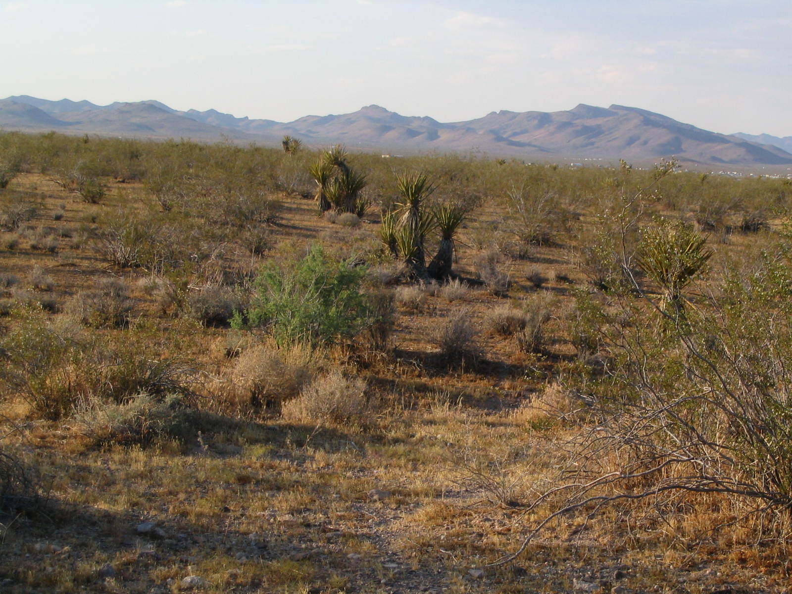Golden Valley mountains and desert vegetation